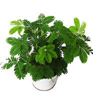 All-Season Natural Green Lojjaboti Bonsai Plant Seeds - 15 Pcs image