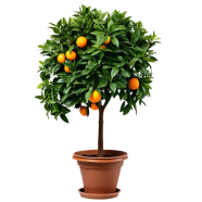 All Season Orange Fruit Tree - 10 Pcs Seeds image