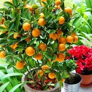All Season Orange Fruit Tree Bonsai - 10 Pcs Seeds image