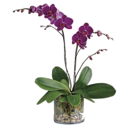 All Season Orchid Seeds - 10 Pcs image
