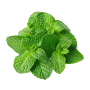 All Season Organic Pudina/Mint Seeds - 30 Plus Pcs image
