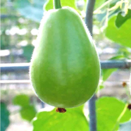 All Season Organic Round Gourd/Lau Seeds - 10 Pcs image