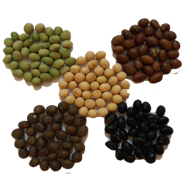 All Season Organic Soybean Tree Seeds - 30 Plus Pcs image