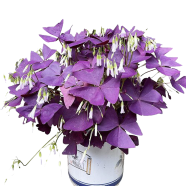 All Season Oxalis Wood Sorrel Flower Purple Shamrock - 30 Pcs Seeds image