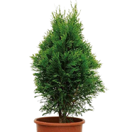 All Season Pabon Jhau Tree Seeds - 100 Pcs image