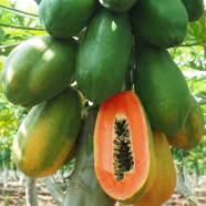 All Season Papaya Seeds - 10 Pcs image
