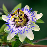 All Season Passion Flower - 10 Pcs Seeds image