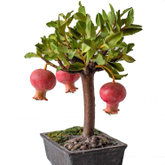 All Season Pomegranate Bonsai Seeds - 10 Pcs image
