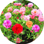 All Season Portulaca Flower Seeds - 50 Pcs image