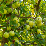 All Season Potted Apple - 20 Pcs Seeds image