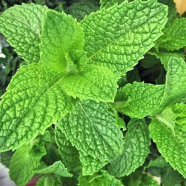 All Season Pudina/Mint Seeds - 100 Pcs image