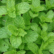All Season Pudina/Mint Seeds - 30 Plus Pcs image