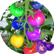 All Season Rainbow Tomato Bonsai Seeds - 15 Pcs image