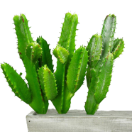 All Season Rare Cactus Bonsai Plant Seeds - 10 Pcs image