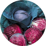 All Season Red Cabbage image