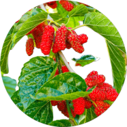 All Season Red Mulberry Seeds - 20 Pcs image