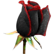 All Season Roses Flower Seeds - 20 Pcs image