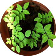 All Season Scented Rosewood / Sisso Tree Seeds image