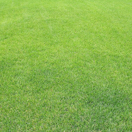 All Season Sports Field Grass Seeds - 200 Plus Pcs image