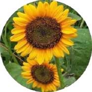 All Season Sunflower Flower Bonsai -10 Pcs Seeds image