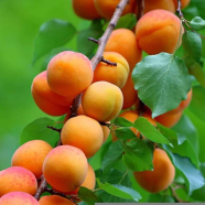 All Season Sweet Apricot Tree - 3 Pcs Seeds image