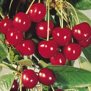 All Season Sweet Cherry Plant Seeds - 5 Pcs image