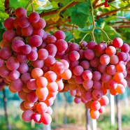 All Season Sweet Mixed Grape 20 Plus Seeds image