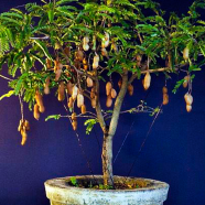 All Season Sweet Tamarind Fruit Bonsai - 5 Pcs Seeds image