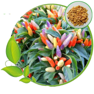 All Season Thai Mix Colour Ornamental Chili Seeds - 10 Pcs image