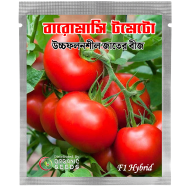 All Season Tomato Seeds (Intack Pack) 0.25 gm image