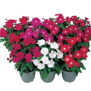 All Season Vinca Flower Seeds - 15 Pcs image