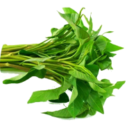 All Season Water Spinach image