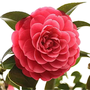 All Season White Camellia Flower Bonsai Seeds - 10 Pcs image