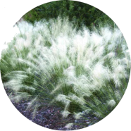 All Season White Grass Bonsai Seeds - 100 Pcs image