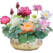 All Season White Lotus Flower - 10 Pcs Seeds image