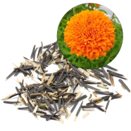 All Season Yollow Marigold Flower Bonsai Seeds - 15 Pcs image