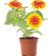 All Season Zinnia Flower Seeds - 10 Pcs image