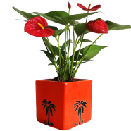 Anthurium Bonsai 20 Pcs Seeds image