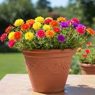 Atenia Cordifolia Bonsai Seeds - 50 Pcs image