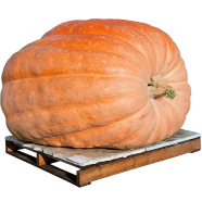 Atlantic Giant Pumpkin Seeds 5 Pcs image