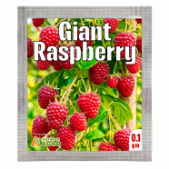 B Giant Red Raspberry Seeds - 30 Pcs image