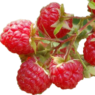 B Giant Red Raspberry Seeds - 30 Pcs image