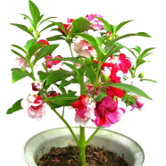 Balsam Flower Seeds - 15 Pcs image