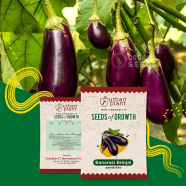 Banarasi Brinjal (Begun Seed) image