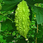 Bangladeshi Onion Seeds - 100 Pcs image