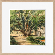 Banyan Tree Watercolor Painting - (26x26)inchs
