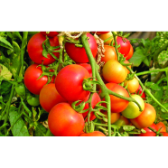 Bari-8 Hybrid Tomato Seeds (5gm) image
