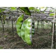 Baromasi Seem Beej Goalgadda Hatikani - 1 gm