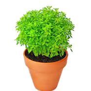 Basil Bonsai Garden Home And Plants- 50 Pcs Seeds image