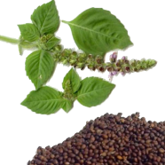 Basil / Tulsi Seeds image